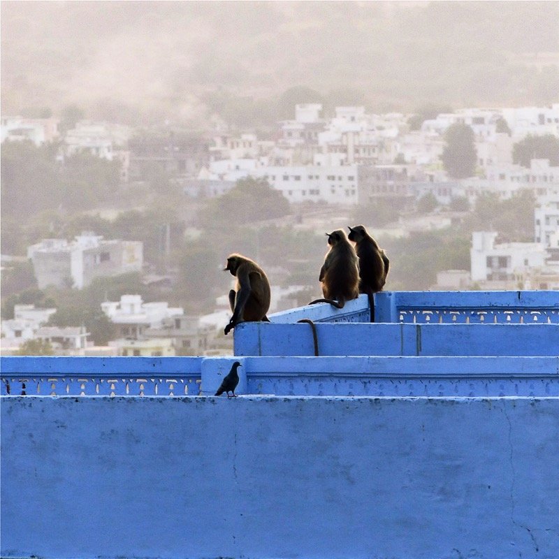 Toits d'Udaipur, Rajasthan